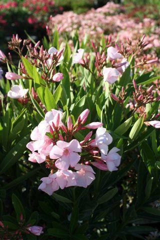 Single Pink Oleander